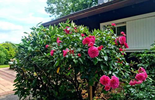 Ferienhaus Vogelsbergblick, Fernblick, Sauna, Kamin, 1700m eingezäunt in Alleinlage - Foto 5