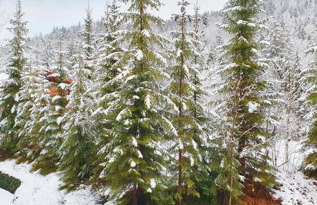 Ferienwohnung Lofereck Reit im Winkl - Foto 4