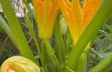 The Doctor's house - Το σπίτι του γιατρού - Photo 12