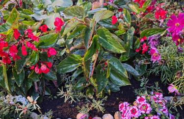 Apartments Žegarac House - Foto 44