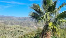 Villa Verde bei Dolcedo - Imperia - Foto 2