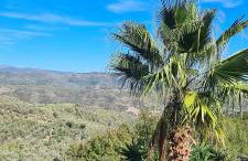 Villa Verde bei Dolcedo - Imperia - Foto 2