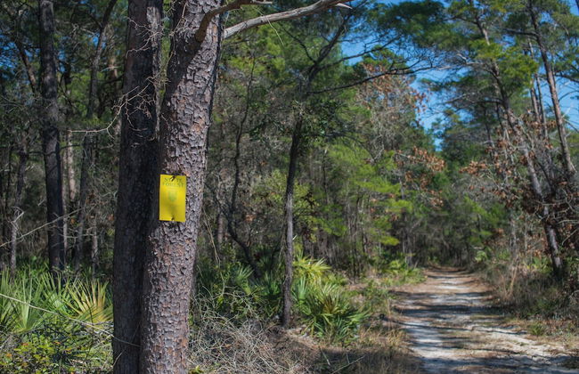 Cute Little Cottage! Perfect Getaway! 2 Pools! Sleeps 4! - Foto 18