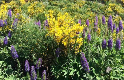 CASA DOS AVÓS Apartments with Pool in Funchal - Foto 50
