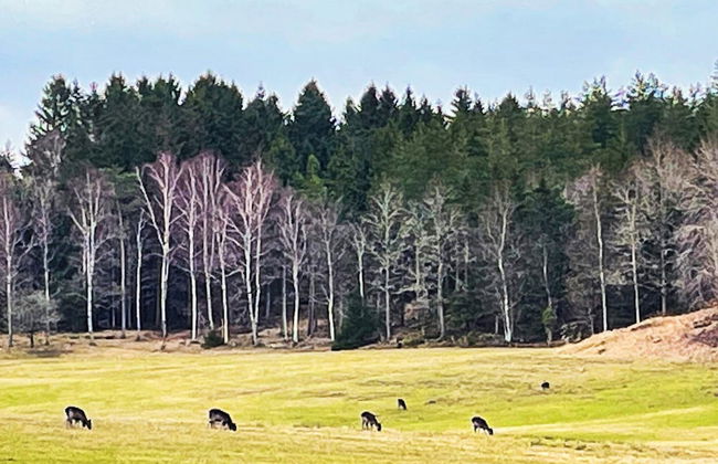 6 Person Holiday Home in Prassebo-by Traum - Foto 15