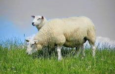 Grommy`s 2 Eckwarden - Foto 6