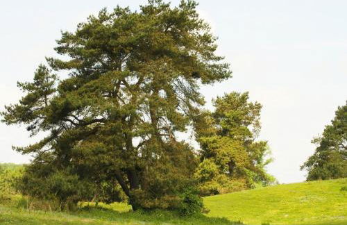 Doppelhaushalfte Seestern, Lohmen - Foto 49