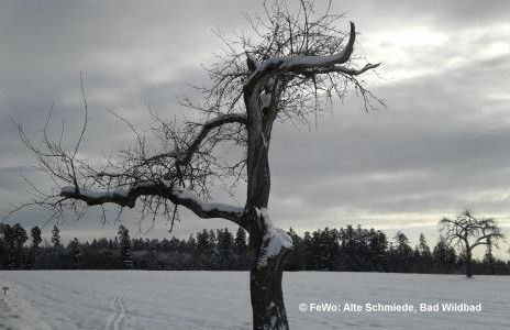 Alte Schmiede - Foto 11