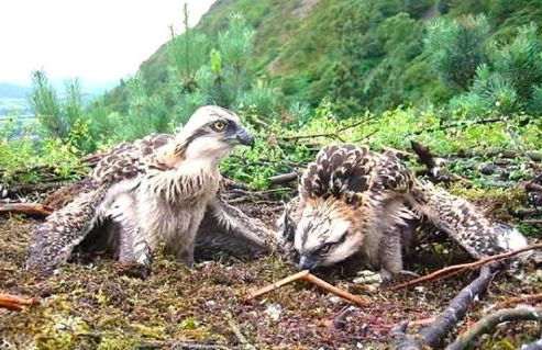 Lodge by the Lake - Lake District - Hot Tub - Foto 54