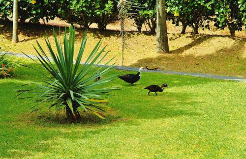 Bungalow São Miguel near Vila Franca Beach - Photo 17