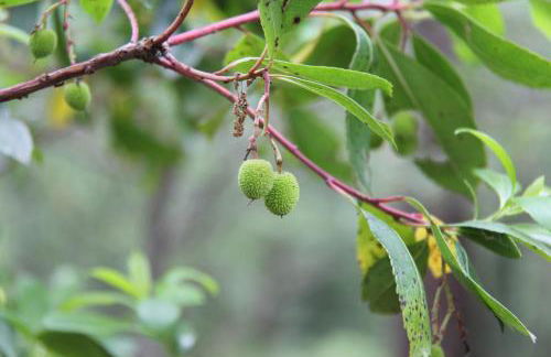 Pò delle Buche - Photo 39