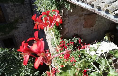 Gerani Rossi - Foto 8