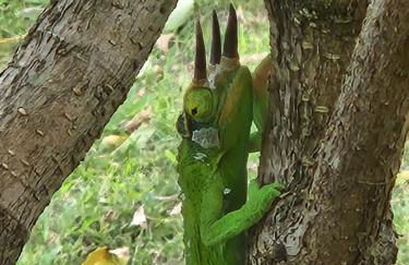 Hau' Oli' Io - Foto 32