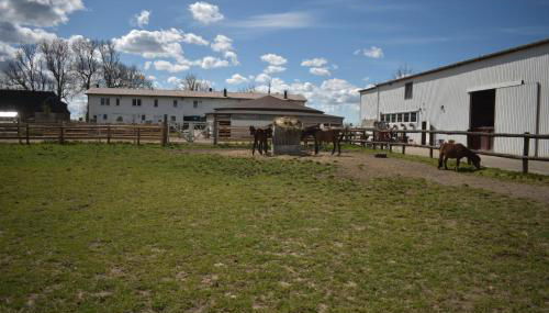 Idylle auf dem Reiterhof bei Husum - Foto 1