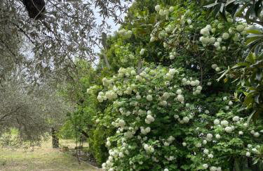 Irinis Cottage - Foto 27