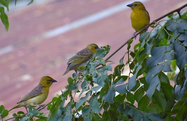 Ose Cottages - Foto 11