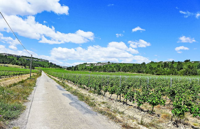 Les Vendanges - Foto 21