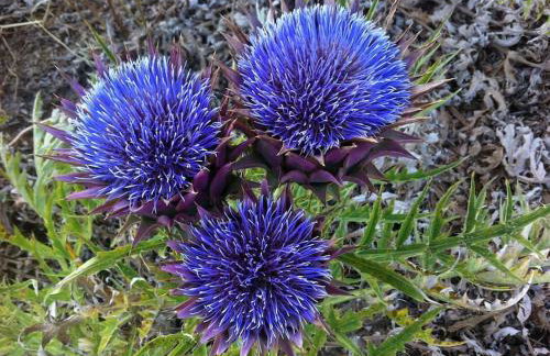 Mini Villas Blue - Foto 22