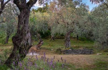 Andromachi - Foto 20