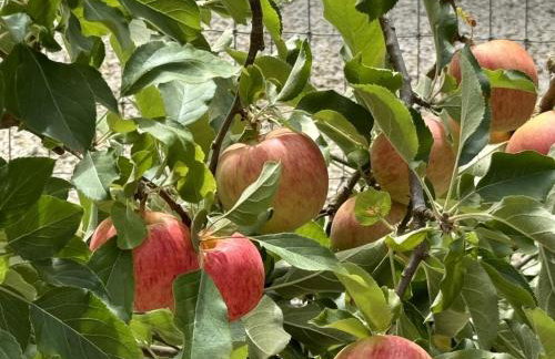 Chic Woodland Yurt Rental on a Wellness Ranch in Southern California - Foto 23