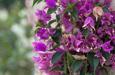 Villa Monteleone - Foto 49