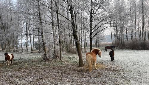 Sercem i Kopytem - Foto 5