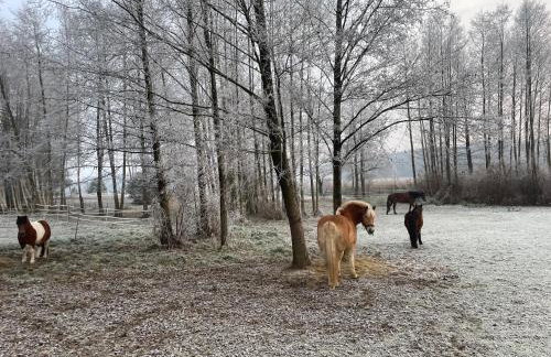 Sercem i Kopytem - Foto 5
