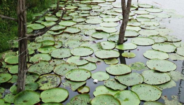 La flore de la rencontre des Eaux