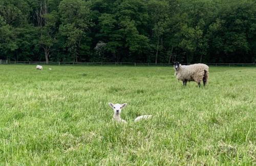 The Studio at Bluebell Barn - Foto 12