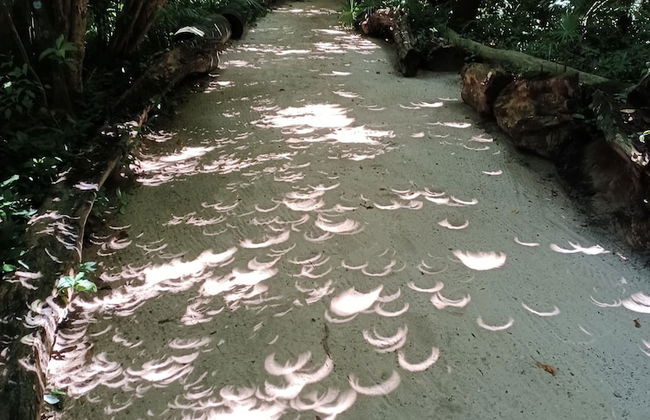 Xanadu Island Resort - Foto 78