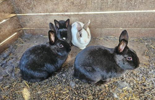 Krebslechnerhof - Foto 64