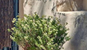 Sitges Hill Retreats-Masia Nur 22 bedrooms divided over 9 houses for max 44 guests - Foto 5, Garden