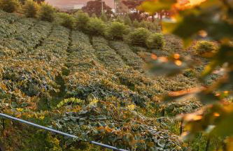 Döra Experience - Pousada de Luxo - Vale Dos Vinhedos - Foto 32