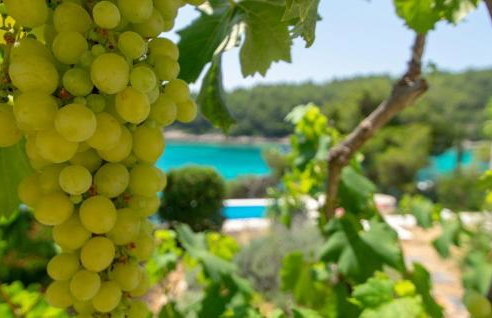 Vila Perla - Foto 17