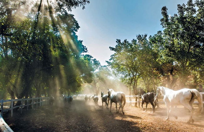 Excursão a Lipica e às grutas de Škocjan - Foto 3