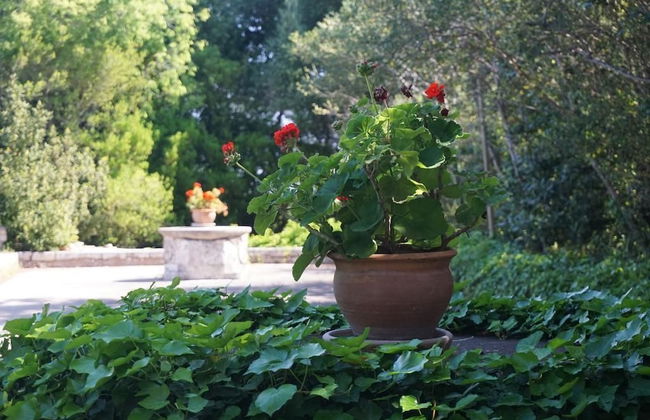 Finca Son Vivot - Photo 48