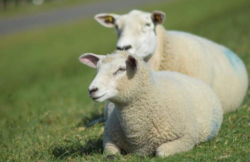 Loft am Diek - Foto 48