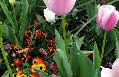 Acquamarina - Foto 49