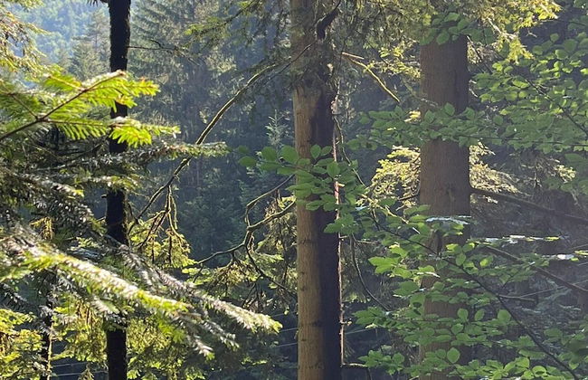 Holiday Home in Hornberg Near Triberg Falls - Foto 19