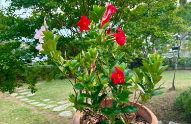 Giardino in villa Margherita - Foto 55