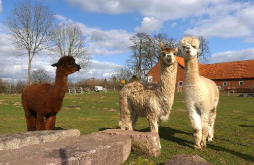 Alpaka-Lodge - Photo 6