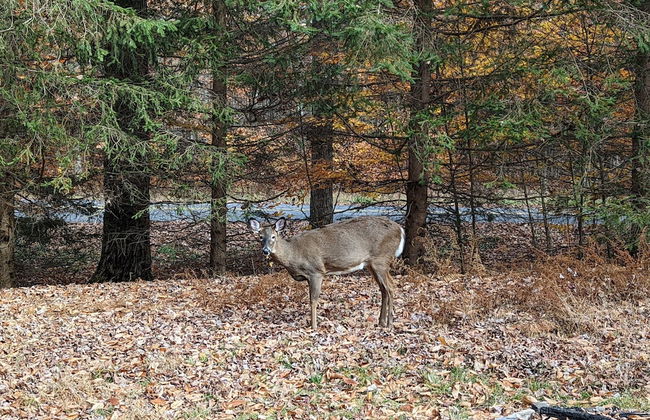 Mountain Must-have by Avantstay Indoor Hot Tub Game Room Fire Pit - Photo 41