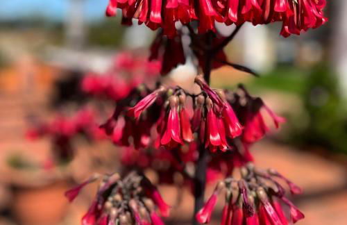 Casa de Campo, Quinta do Funchal - Foto 27