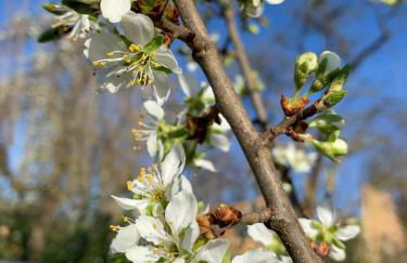 Ferienwohnungen Willrich - Foto 11