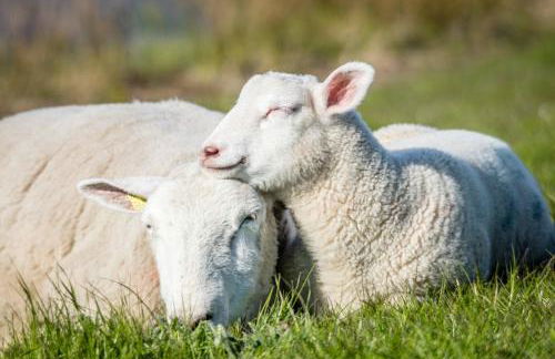 Hausboot Isa-Bella - Foto 20