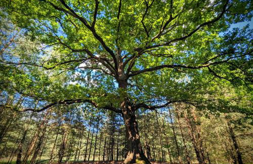 Szumiąca Sosna - Jacuzzi, Ognisko, Sauna, BBQ - Foto 33