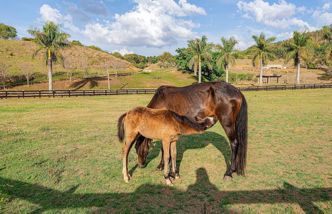 Fazenda Realeza - Foto 72