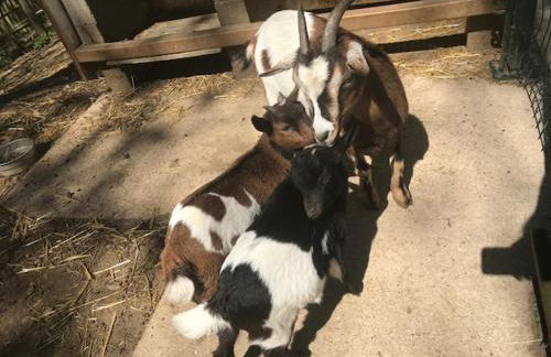 gites de Warincthun - Foto 7