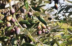 Azienda Agrituristica Baglio Carta - Foto 40