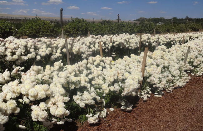 Escursione a Holambra - Foto 6